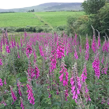 The Old Anchor 安纳斯考尔