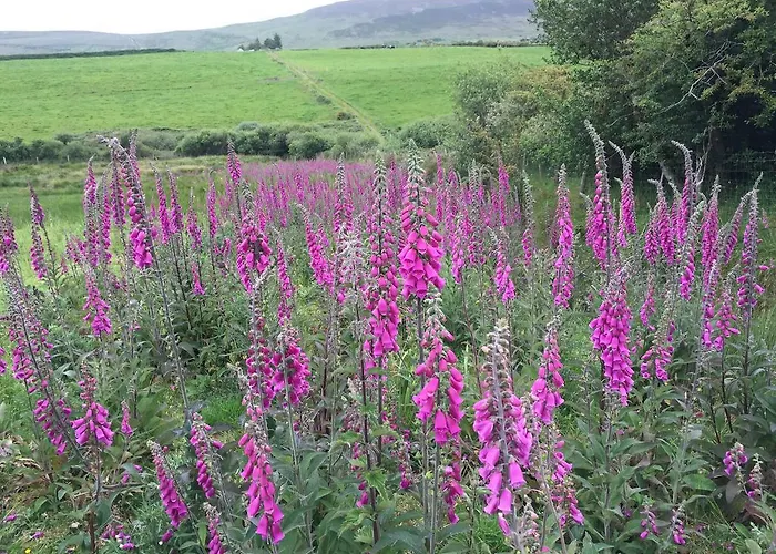 The Old Anchor Anascaul